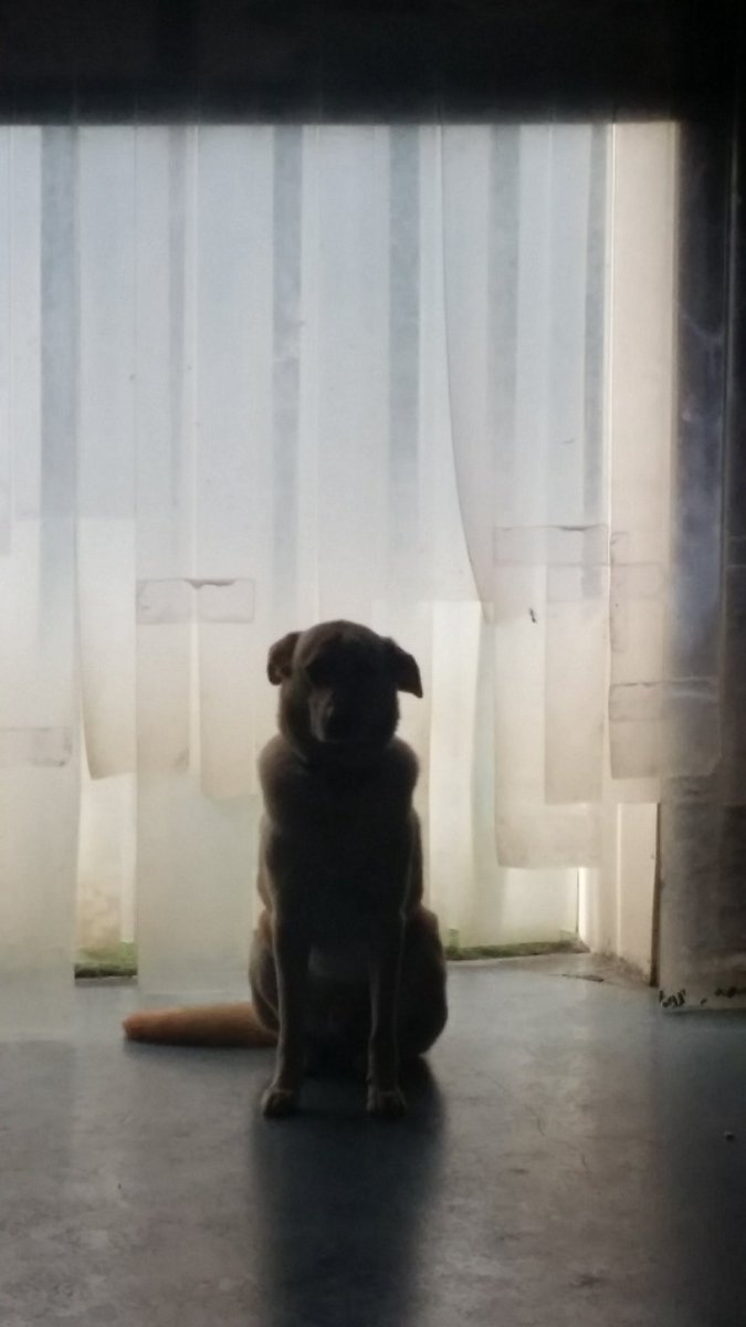 Adogsdreamnc's tweet photo. Boarding, daycare, grooming and training services for dogs fill your day with joy but a perfectly posing pooch makes it awesome! 

#dogdaycare #doggydaycare #doglife #bestdogs #itsadogsworld #dogtraining #happypups #dogboarding #doggroomingsalon #doggroomer #doggrooming https://t.co/vxSLhAFoLH