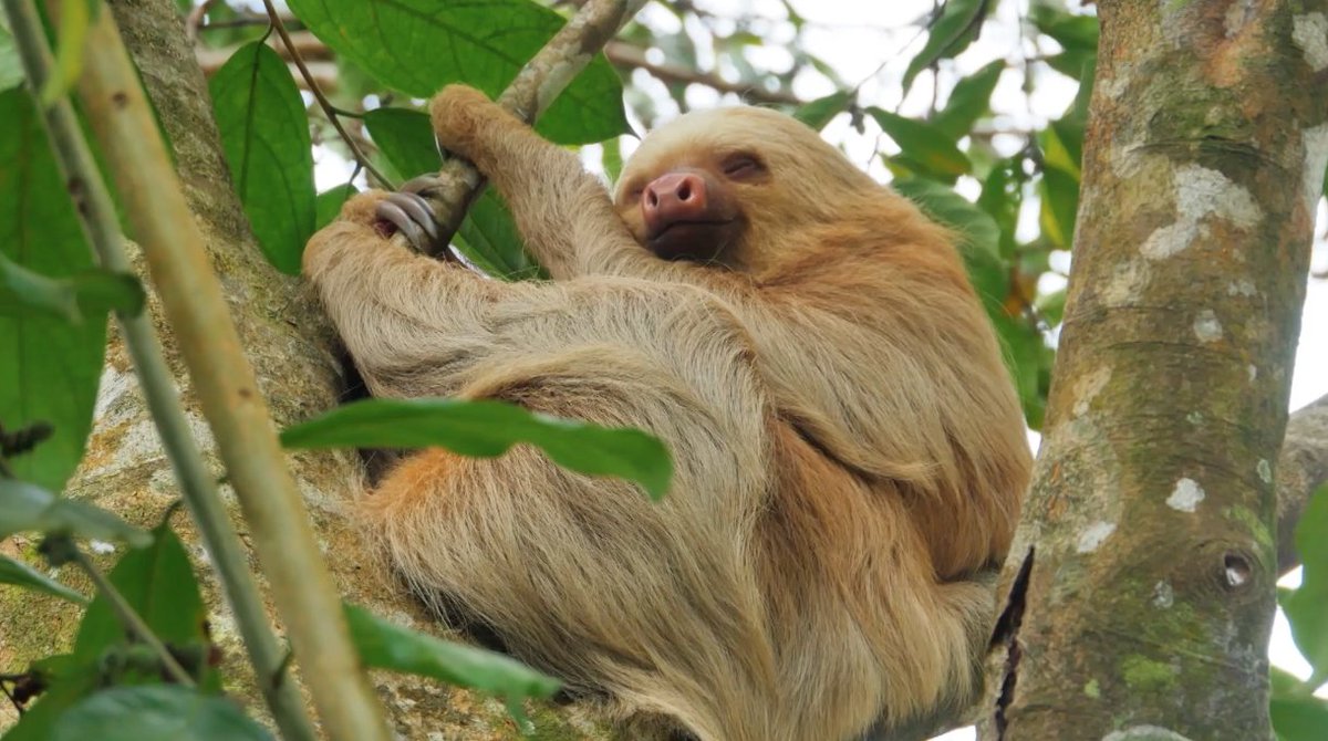 CSS Animal Tales tweet media