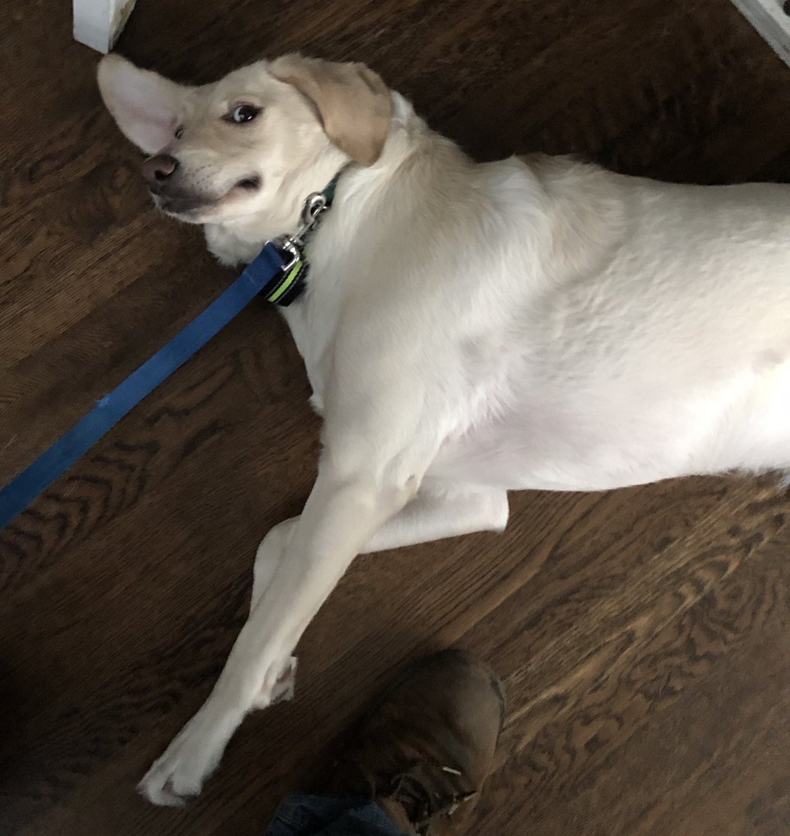 plothooks's tweet photo. #PodcastPupper Ellie did not want to get up this morning. 

#PlotHooks https://t.co/kCosRVVI0t
