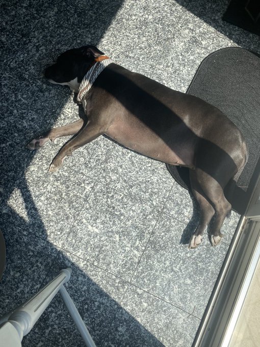 eating shakshuka with crusty lodge bread and perfectly runny eggs. opal is sunbathing next to me. Vibing