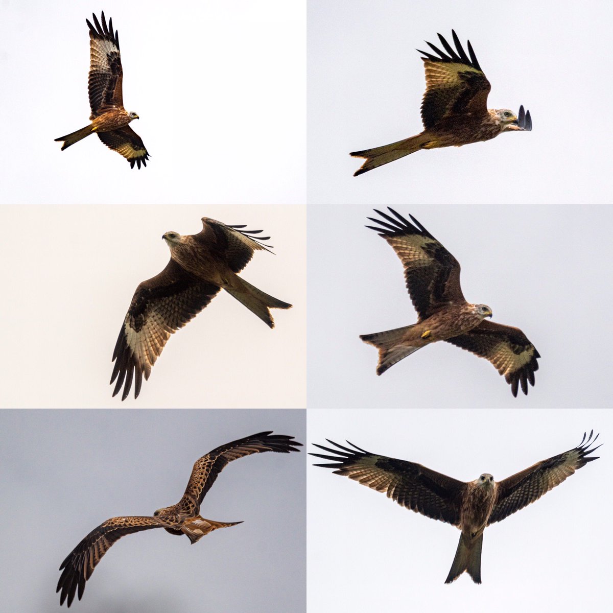 SW_PhotoNature's tweet photo. First there was 1, then 2...3,4,5, then 6 kites circling over me this evening! Looking for evening meal??? #redkite #Raptors #BirdsOfPrey #countryfile #BBCWildlifePOTD #Norfolk #klmagazine @NorfolkWT https://t.co/IHujmfT4Zj
