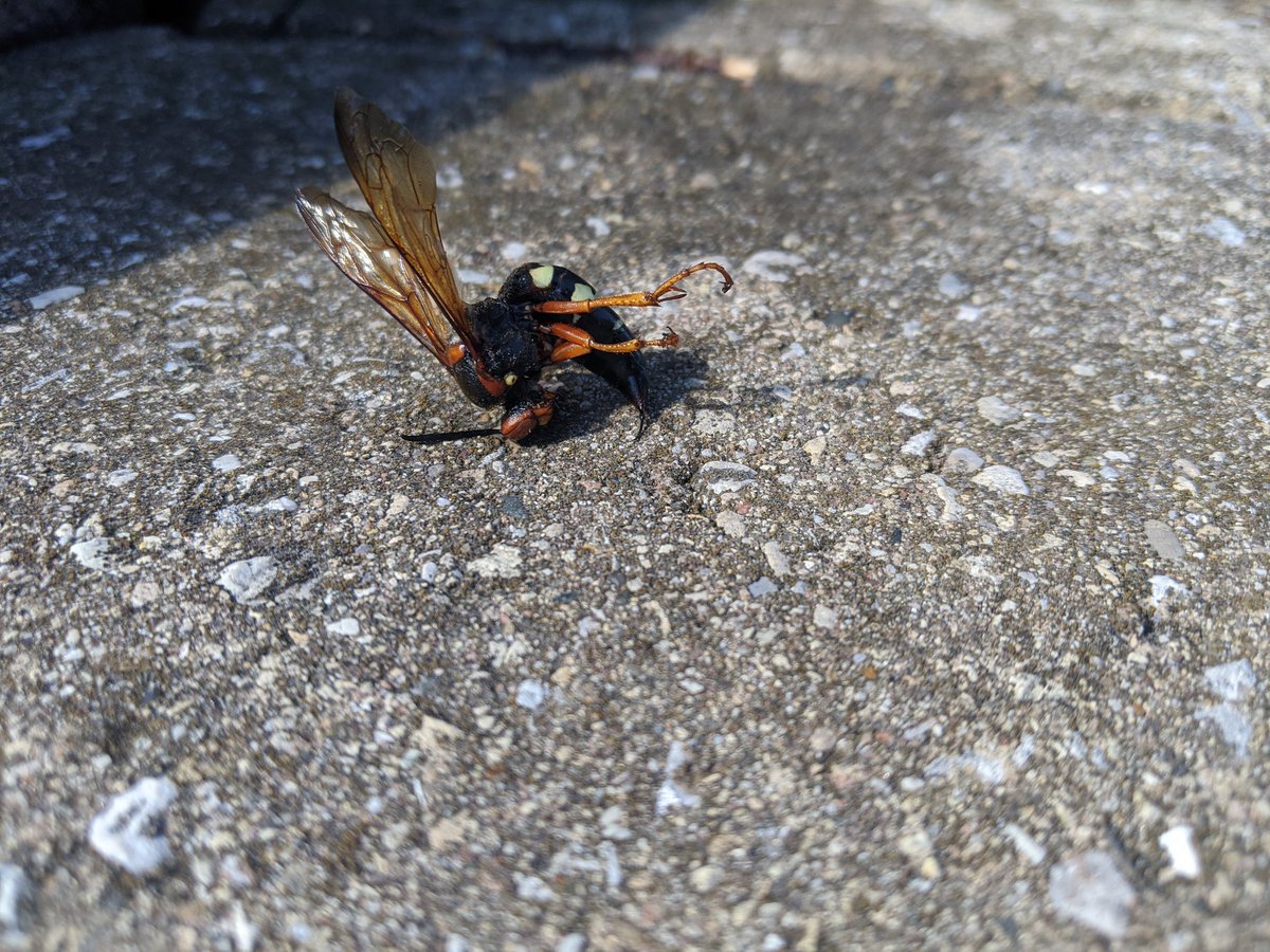 Slight disruption while teaching from the patio this afternoon.