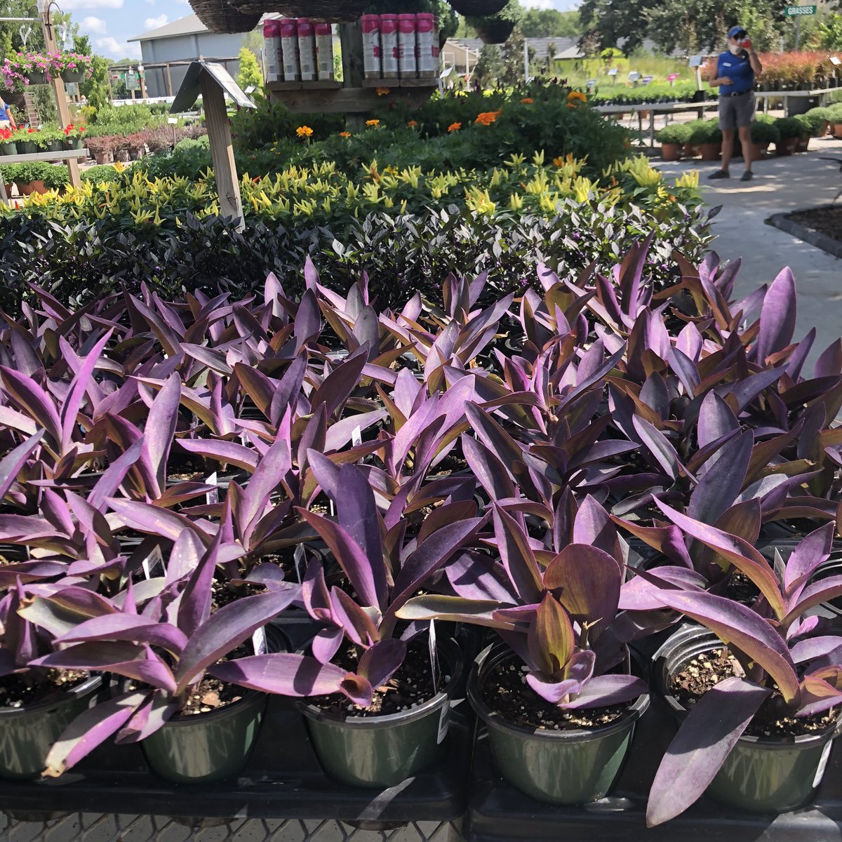 SWGardenCenter's tweet photo. #Fall is almost here and we couldn’t be more excited! Mums, Celosia, Purple Heart, Ornamental Peppers, you name it!

 #annuals #southwood #tulsa #tulsagardening #plants #gardening #autumn https://t.co/ym2Ci3zSGL