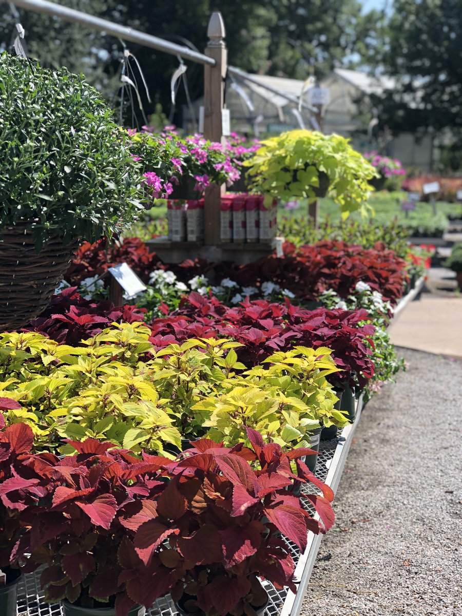 SWGardenCenter's tweet photo. #Fall is almost here and we couldn’t be more excited! Mums, Celosia, Purple Heart, Ornamental Peppers, you name it!

 #annuals #southwood #tulsa #tulsagardening #plants #gardening #autumn https://t.co/ym2Ci3zSGL