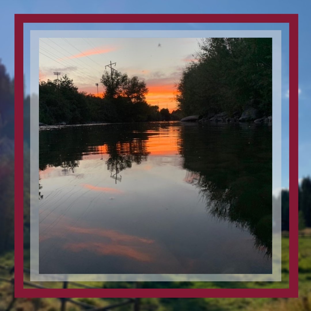 Davidson Honors College tweet media