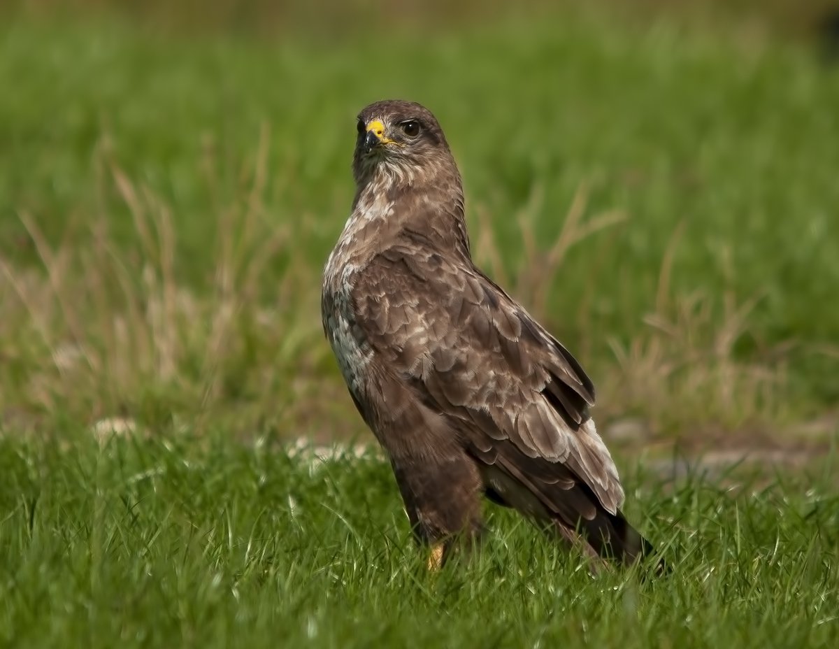 nottmwild's tweet photo. Buzzard. https://t.co/p1m8ZpzxbJ