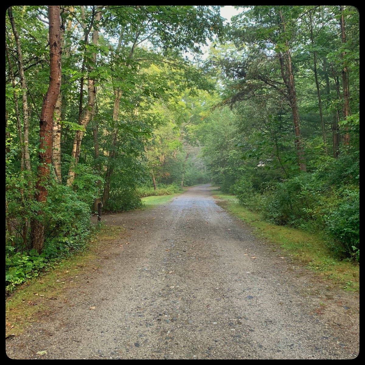 CSalas98's tweet photo. Site 39

The backroad into our remote camp site at Lamoine State Park in Maine. 

#Maine #LamoineStatePark #Camping #RoadTrip2020 #Summer2020 #CampFire https://t.co/a5CvoaxRJw