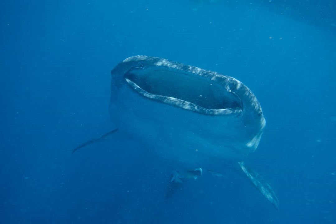 IslaMujeres_MX's tweet photo. Another advantage of visiting #IslaMujeres is that the famous 𝘄𝗵𝗮𝗹𝗲 𝘀𝗵𝗮𝗿𝗸 swims freely offshore, so when you plan your trip, check the best months to see it! 🐋🏊‍♂️

🌐: https://t.co/DbCgRbYbNm
📸: a_2_pas_de_chez_moi via IG

#MexicanCaribbean https://t.co/D0Dt7GxdV8
