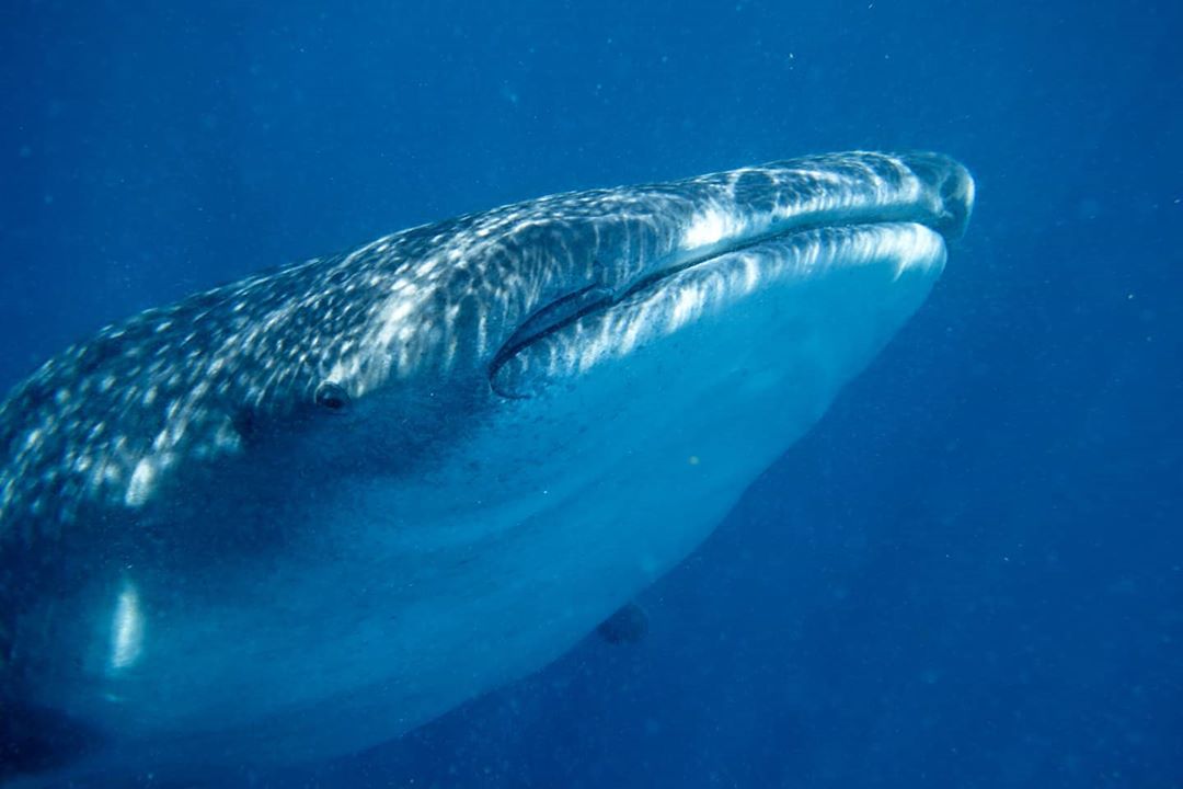 IslaMujeres_MX's tweet photo. Another advantage of visiting #IslaMujeres is that the famous 𝘄𝗵𝗮𝗹𝗲 𝘀𝗵𝗮𝗿𝗸 swims freely offshore, so when you plan your trip, check the best months to see it! 🐋🏊‍♂️

🌐: https://t.co/DbCgRbYbNm
📸: a_2_pas_de_chez_moi via IG

#MexicanCaribbean https://t.co/D0Dt7GxdV8