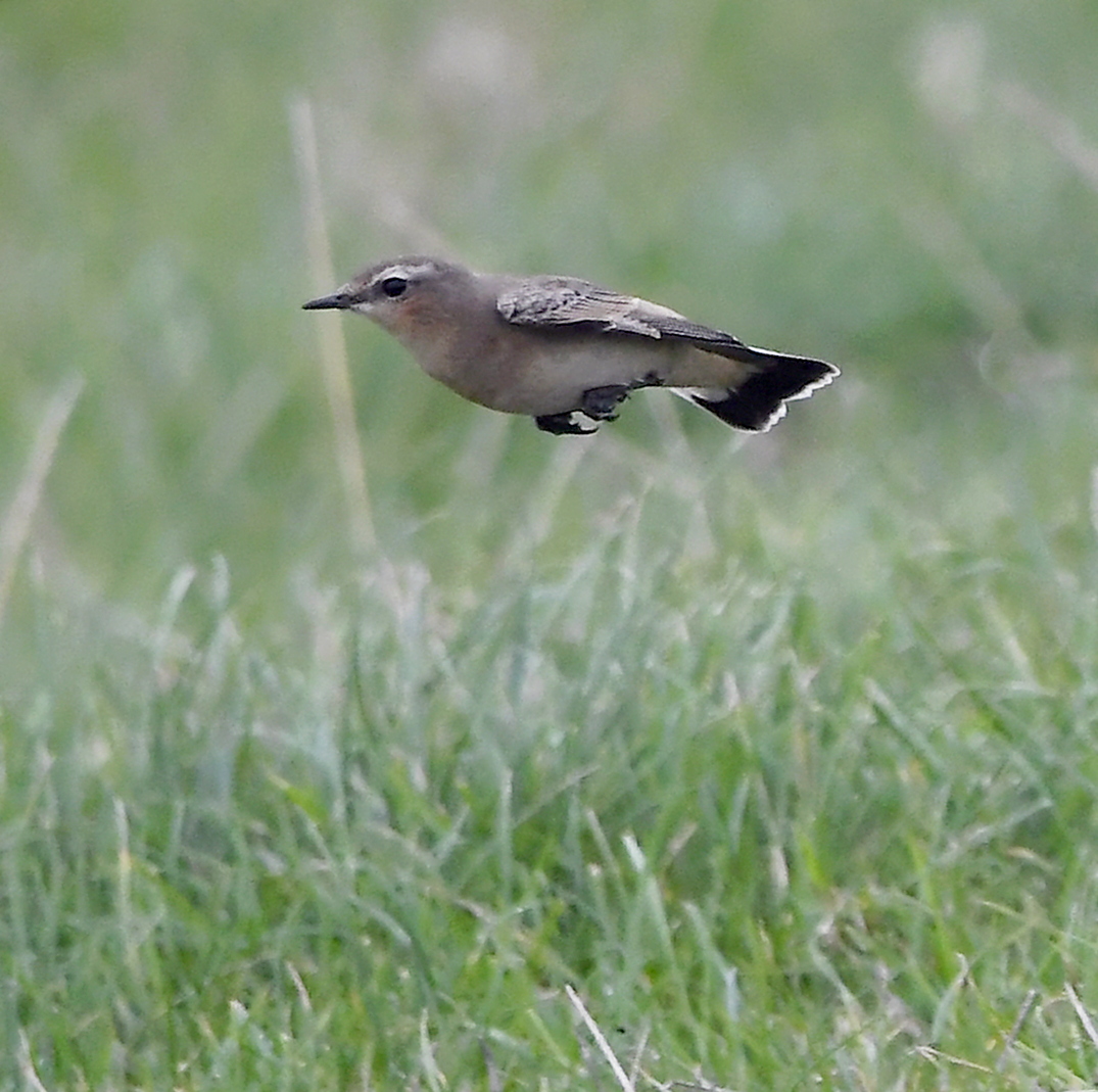 Yesterday, my sneaky attackers tried an old ploy in an attempt to catch me off guard.... launching this poor Wheatear at ankle height! 