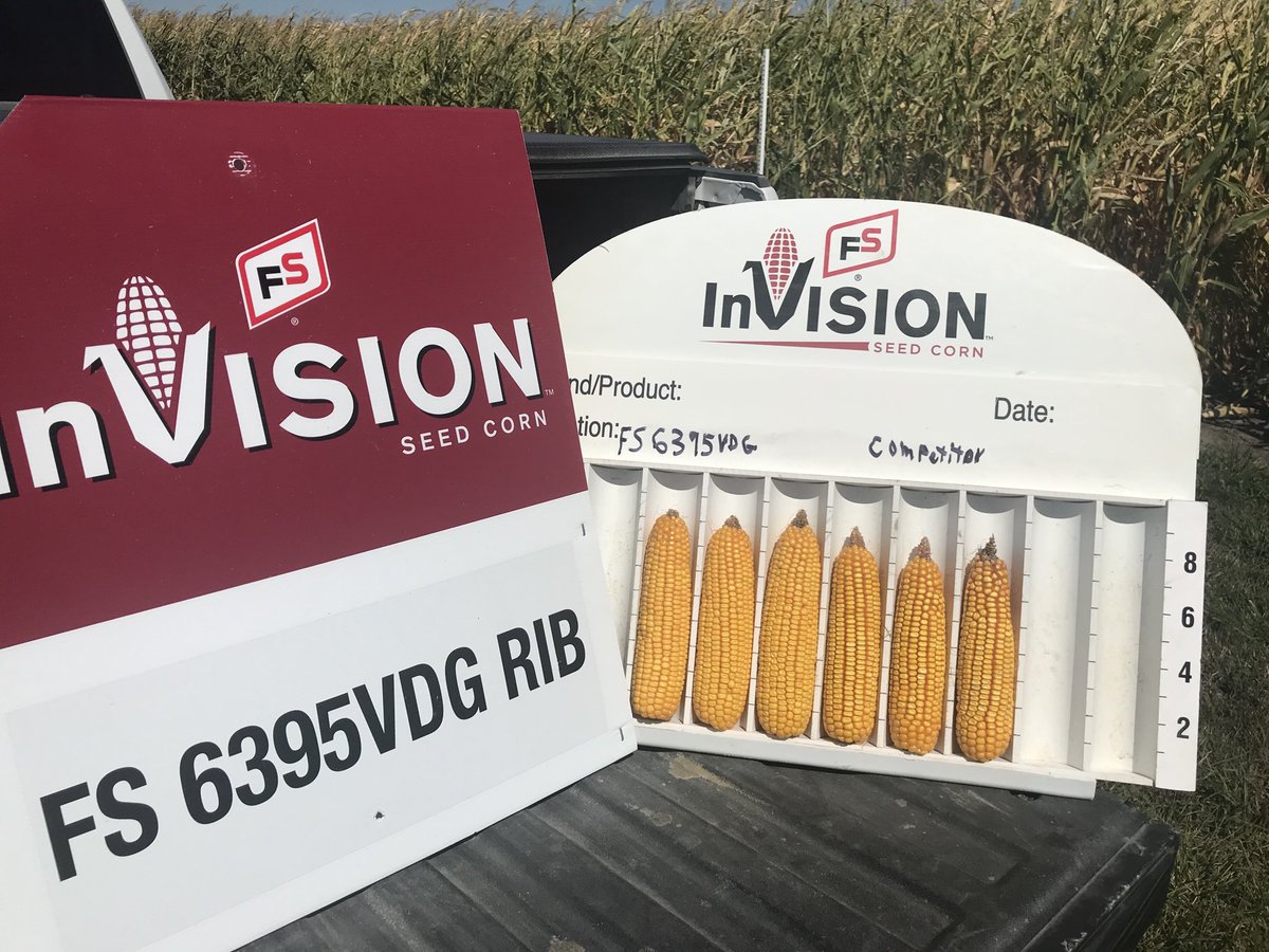 Checked out one of the FS plots in eastern Iowa that is under drought conditions, the picture shows just how good FS 6395VDG RIB is handling these conditions. ⁦<a href="/InVISION_HiSOY/">FSInVISION_FSHiSOY</a>⁩ ⁦⁦<a href="/ThreeRiversFSCo/">Three Rivers FS</a>⁩ ⁦<a href="/AgVantageFS/">AgVantage FS</a>⁩