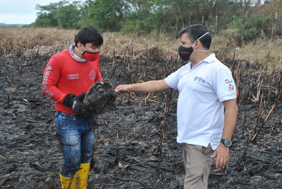 MAE_Zonal4's tweet photo. #Chone | Intensificamos las labores de rescate de fauna silvestre afectada en el Humedal La Segua. Hoy reportamos el rescate de 6 tortugas mordedoras y 2 roedores de monte, gracias al apoyo del Cuerpos de Bomberos, @GobiernoManabi y voluntarios. #ElFuegoNoEsUnJuego https://t.co/AtYAnYzSVG