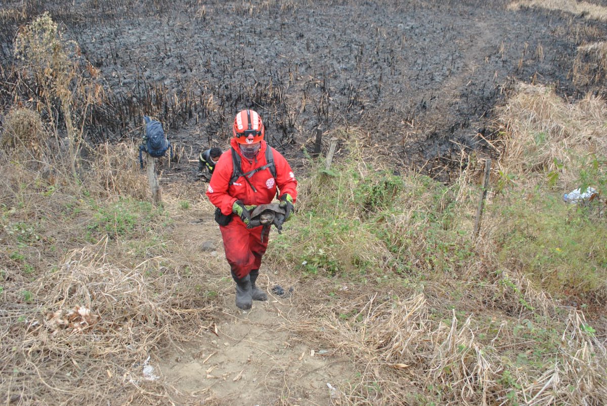 MAE_Zonal4's tweet photo. #Chone | Intensificamos las labores de rescate de fauna silvestre afectada en el Humedal La Segua. Hoy reportamos el rescate de 6 tortugas mordedoras y 2 roedores de monte, gracias al apoyo del Cuerpos de Bomberos, @GobiernoManabi y voluntarios. #ElFuegoNoEsUnJuego https://t.co/AtYAnYzSVG
