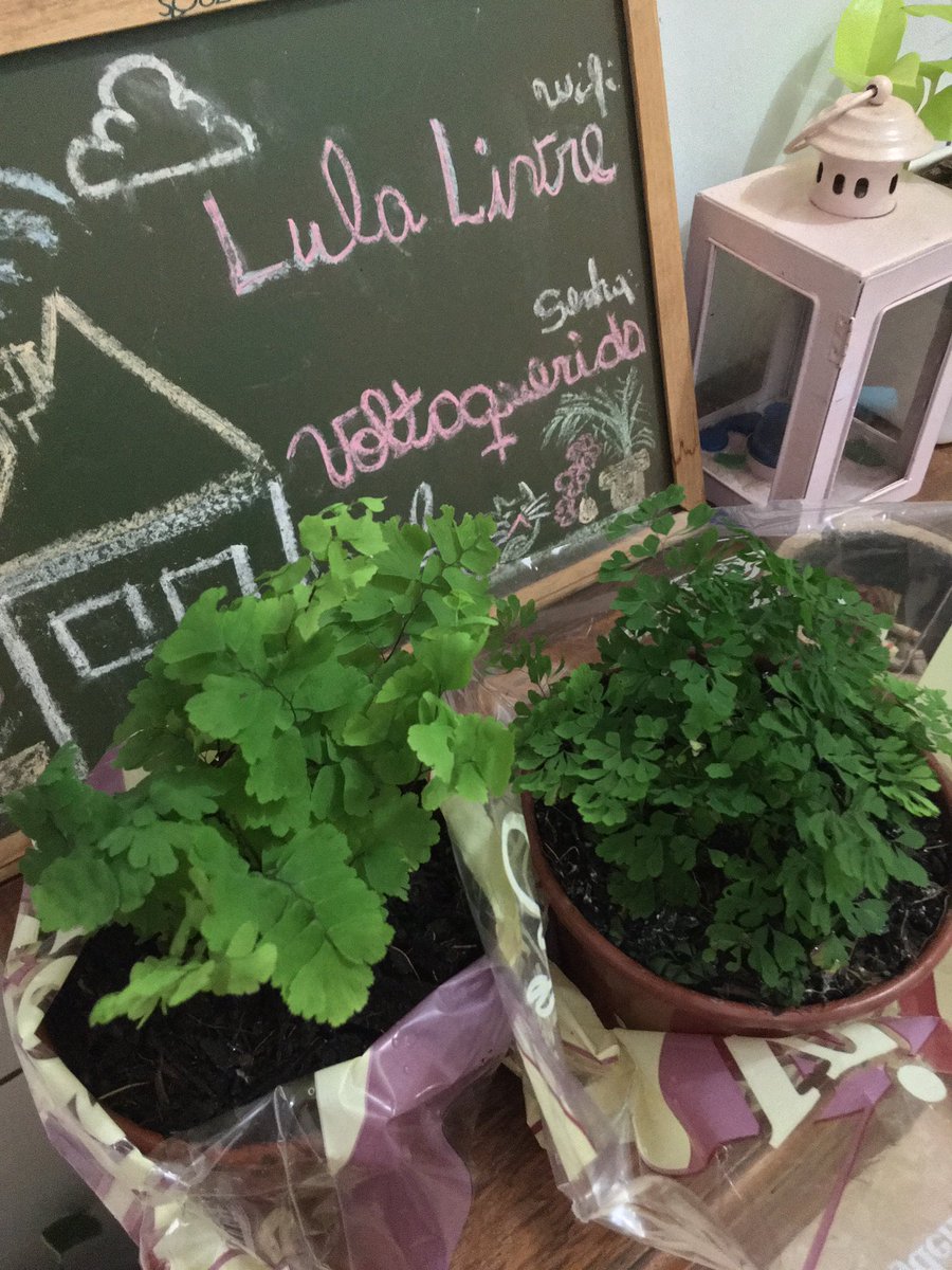Fabbiosf's tweet photo. A yag velha não pode ir a um mercado que tenha garden center que ela “ãiñññ, essa eu não tenhõññ”
#avenca #samambaia #lulalivre https://t.co/IMWaagLL9q