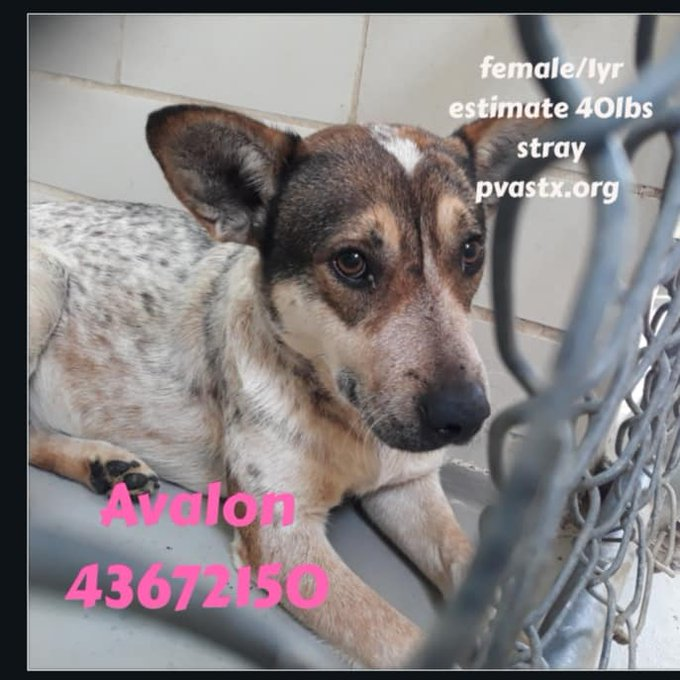PrimalAwakening's tweet image. PLEASE RT #SaveAvalon 7 MONTH SHELTER RESIDENT at #PVASTX NEEDS OUT. #Avalon Thanks you 💕🐶
