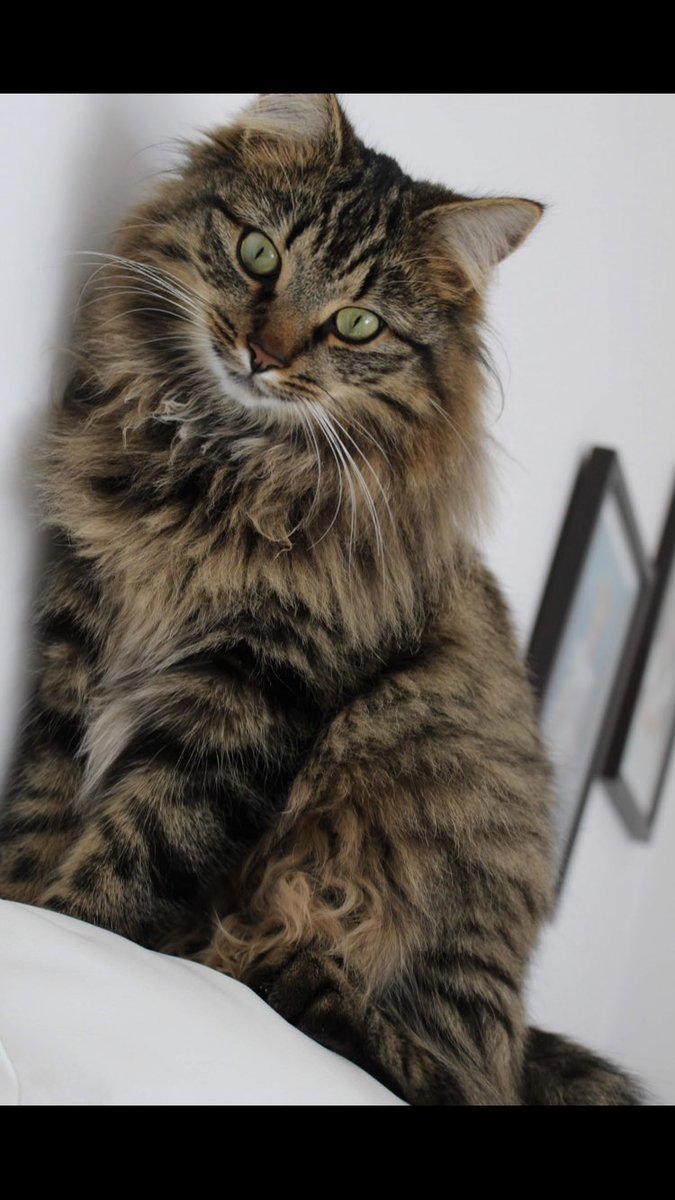 AllanaMcCormick's tweet photo. One of my little fur babies has gone missing. Please keep your eye out for Sage. He is believed to have been spotted in Wemyss Bay, but I also have someone who is certain they saw him at Amazon in Gourock. I desperately need him home x x x https://t.co/z44Dy9a9nX