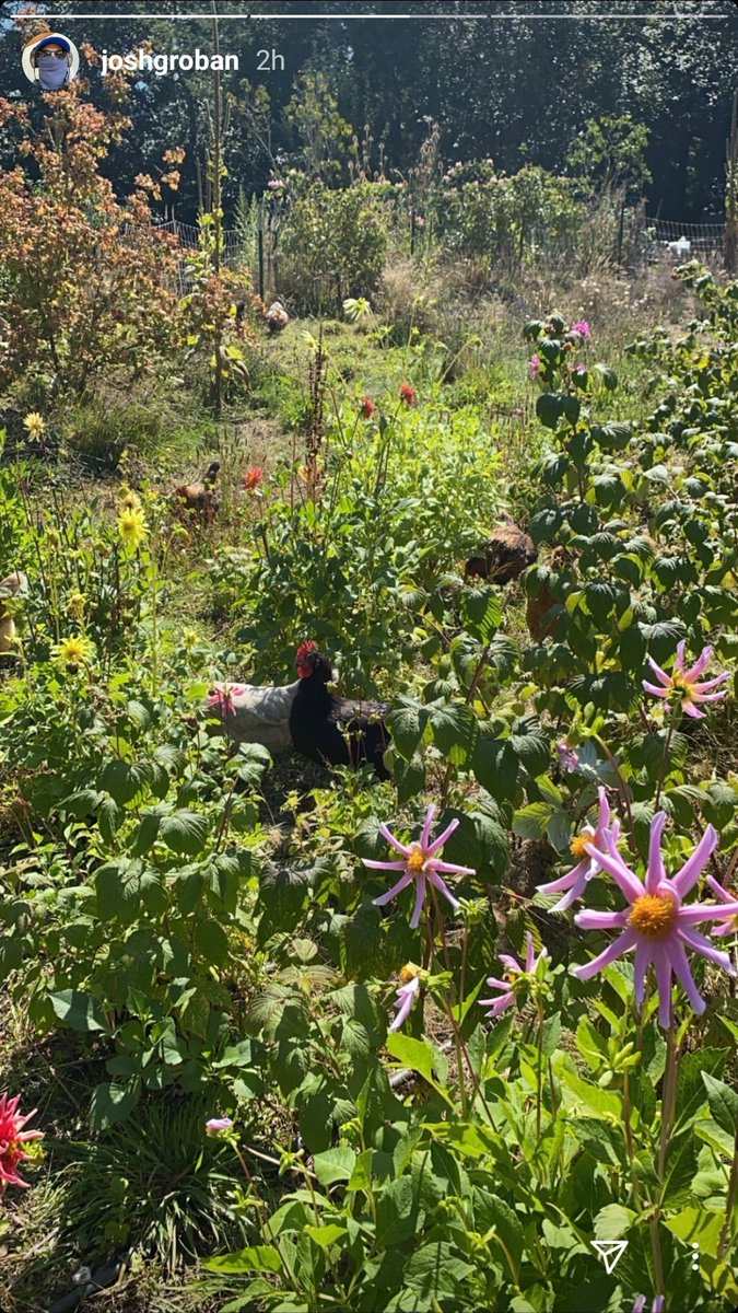 Timpanist's tweet photo. .@joshgroban Look close, someone is hiding in the wildflowers. Chef Josh has been busy peeling and chopping a healthy lunch. #instastory #Outdoors #nature #homechef #chefjosh #veggies #healthy #nomnomnom #cockadoodledoo π https://t.co/mXFckeVUB5