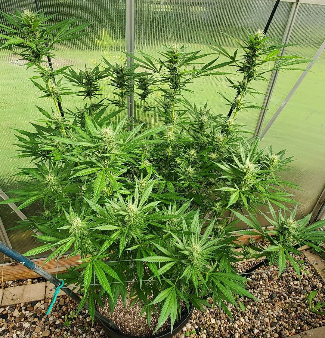 aphid_s's tweet photo. Space Apples is doing great. Loving the sun! 

#cannabis #420 #weedcommunity #cannabiscommunity #CannabisCommunity #dank #ganja #highlife #highsociety #marijuana
#maryjane #stoner #weed #weedporn #WeedLovers #thc #cannabissociety #cannabislife #cannabisismedicine #cannabi... https://t.co/NhAowsPTNu