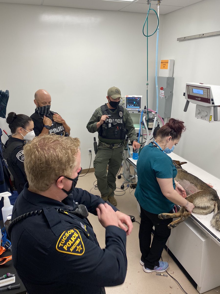 K9 Tango is recovering after being shot during an arrest of an armed robbery suspect last night. Despite being shot Tango captured the suspect. We expect him to be back to work in a couple weeks! Special thanks to the staff at Valley Animal Hospital. #K9leadstheway #servarevitas