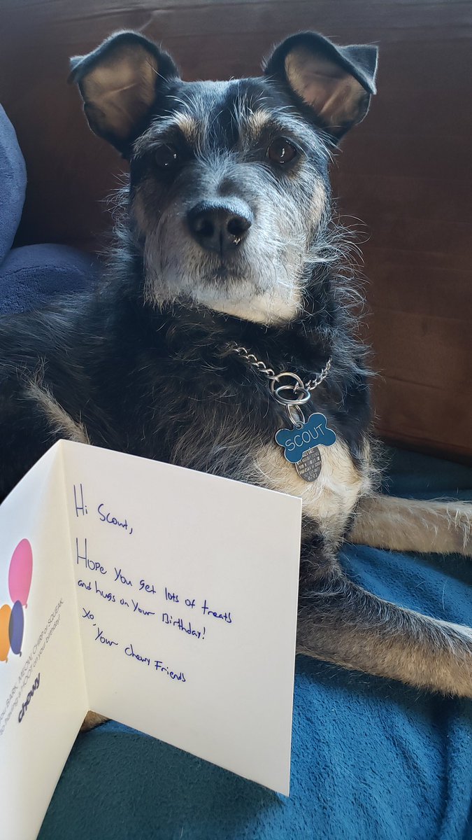 Kitty_Haz_Claws's tweet image. When the old man isn't forgotten for his birthday. Thank you @Chewy for remembering it even though it's a few weeks early. It's little little things like this that we appreciate. #Scout #RescueGog #HandwrittenNote