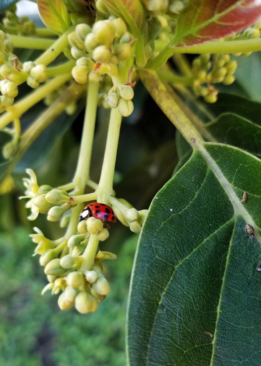ImOpenToIt's tweet photo. Well hello there, cute little #ladybug! ๐ #goodluck #luckisonmyside #goodomen #natureisawesome #naturephotography https://t.co/iGL7fflLiU