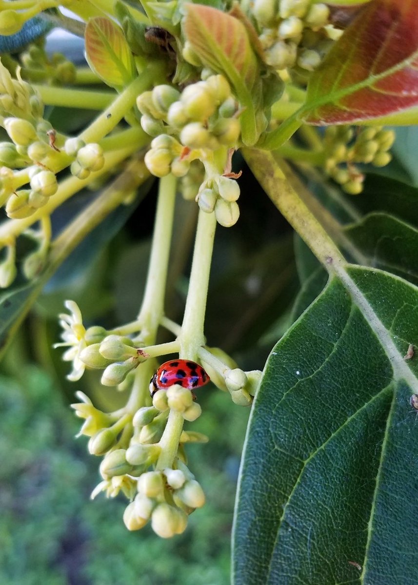 ImOpenToIt's tweet photo. Well hello there, cute little #ladybug! ๐ #goodluck #luckisonmyside #goodomen #natureisawesome #naturephotography https://t.co/iGL7fflLiU