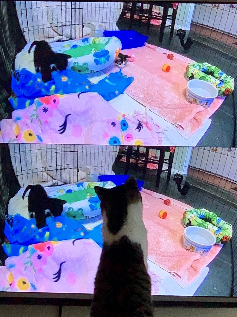 ReneesBB's tweet image. Anyone else have to fight the cats off their TVs when the feeds go to animals? #bb22 #itsaproblem #bblf