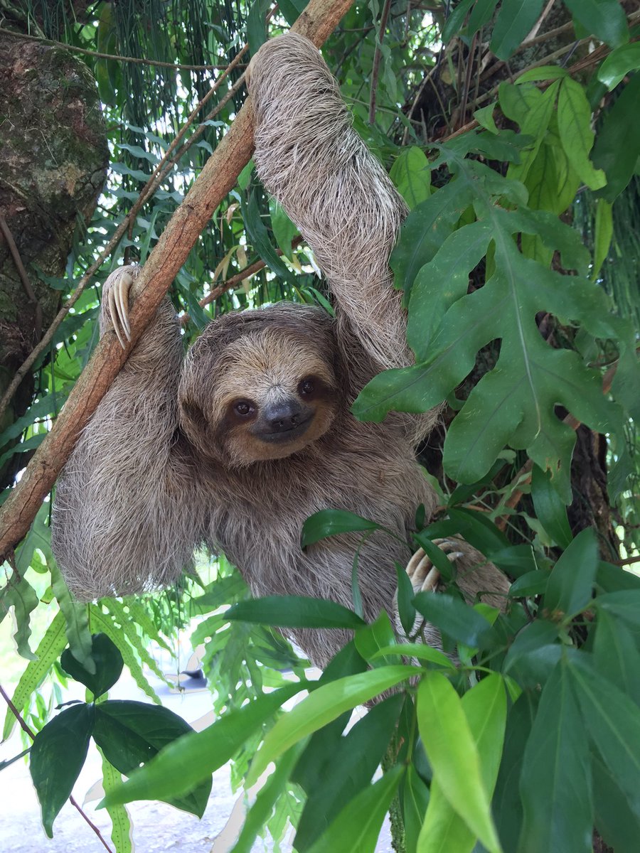 Hoy le di mis 2 manos para ayudarle a cruzar la calle a esta osa perezosa. La puse segura aquí. Luego le pedí una foto y me dio esta sonrisa. Si los salvamos a ellos nos salvamos todos.