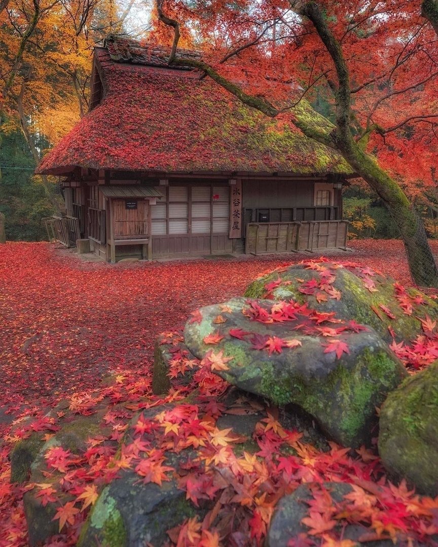 Красочная осень в Нара-Парке, Нара, Япония 🇯🇵