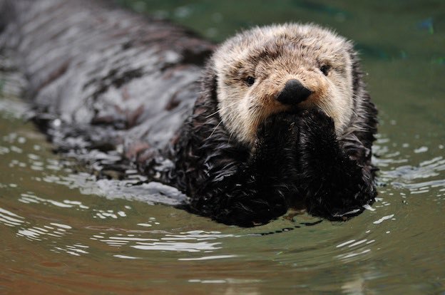 ~ dan as otters  ~ a thread