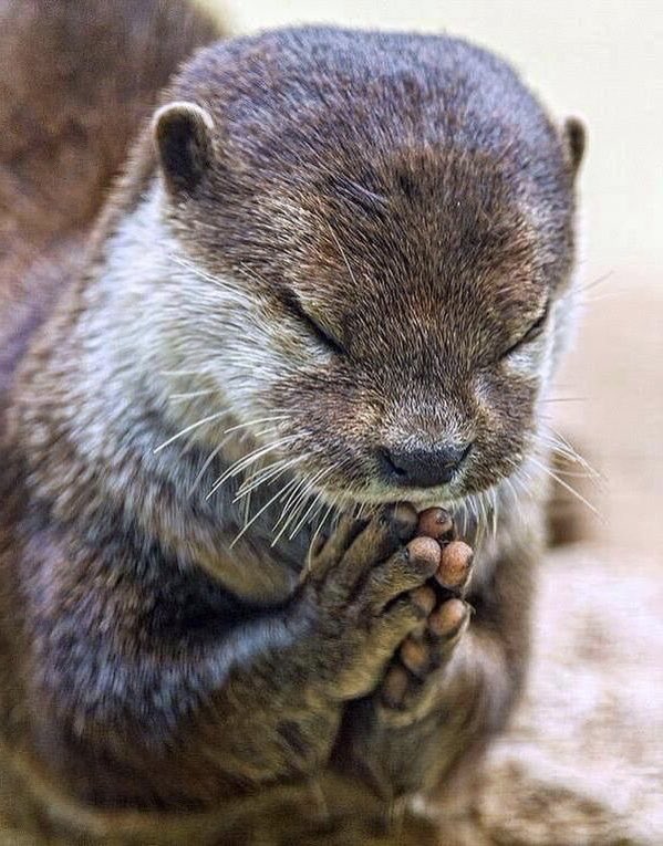 ~ dan as otters  ~ a thread