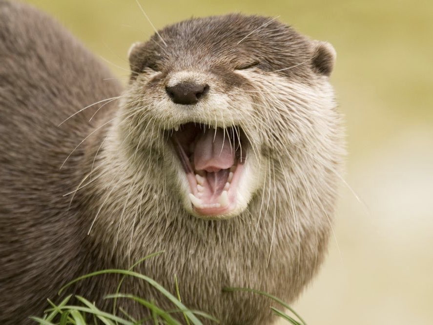 ~ dan as otters  ~ a thread