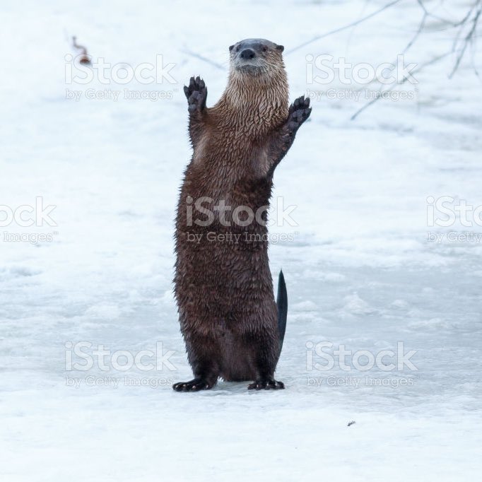 ~ dan as otters  ~ a thread