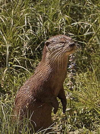 ~ dan as otters  ~ a thread