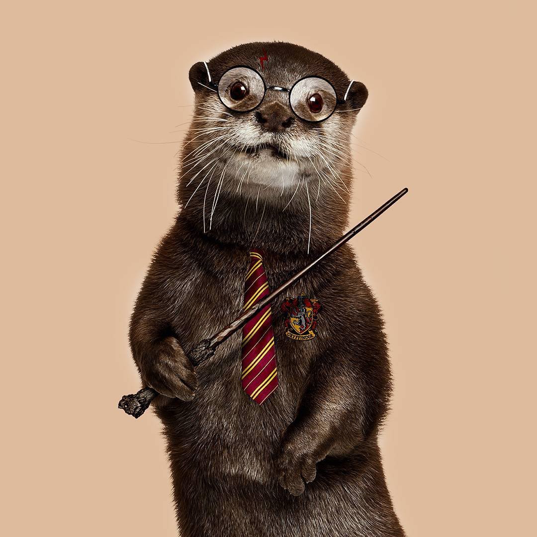 ~ dan as otters  ~ a thread