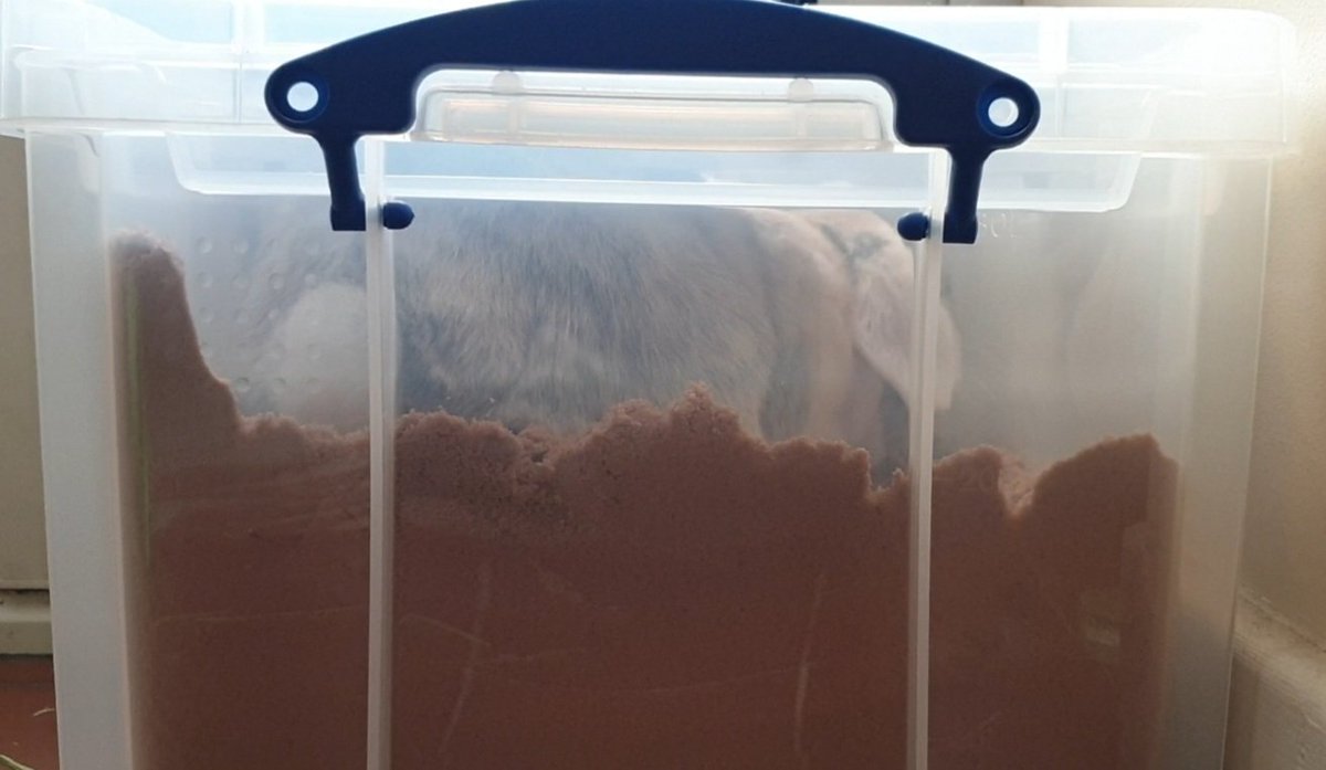 Happy Bunny Butt Friday!! 
The man hoom couldn't find the picture of it firmly smooshed up against the side of the box.

#bunniesoftwitter #rabbit #RabbitsOfTwitter #bunny #cute #pet #housebunny #bunnybuttfriday