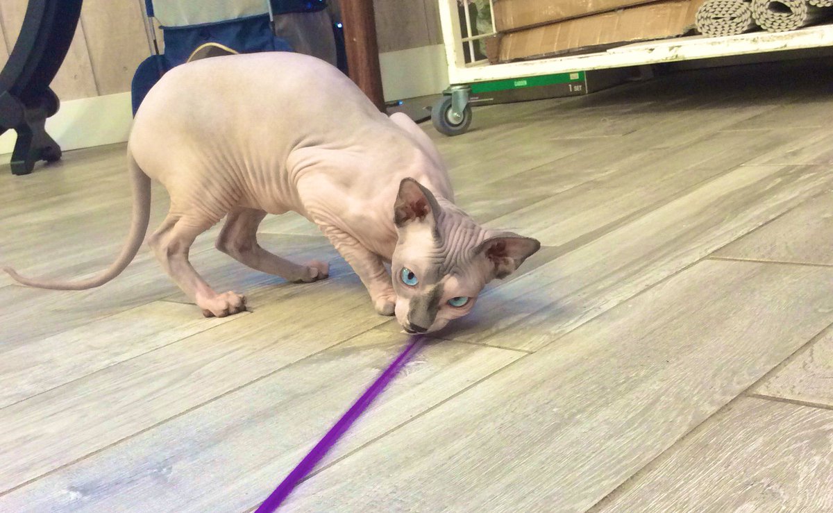 Gardenofthepaws's tweet photo. Come visit our 4 legged team members! #Cat #sphynx #sphynxcatbreeding #cute #Hairless #Sweet #Funny #Catlovers #FridayVibes #animallover #zen https://t.co/qJToiuLMuc