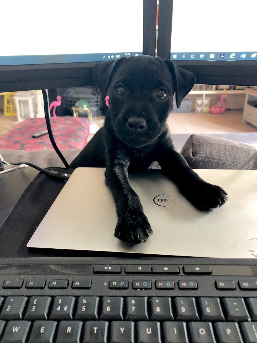 Garethliddle1's tweet photo. Look at that face. #paddy #patterdaleterrier #shitmachine https://t.co/k0GXqRDYS2