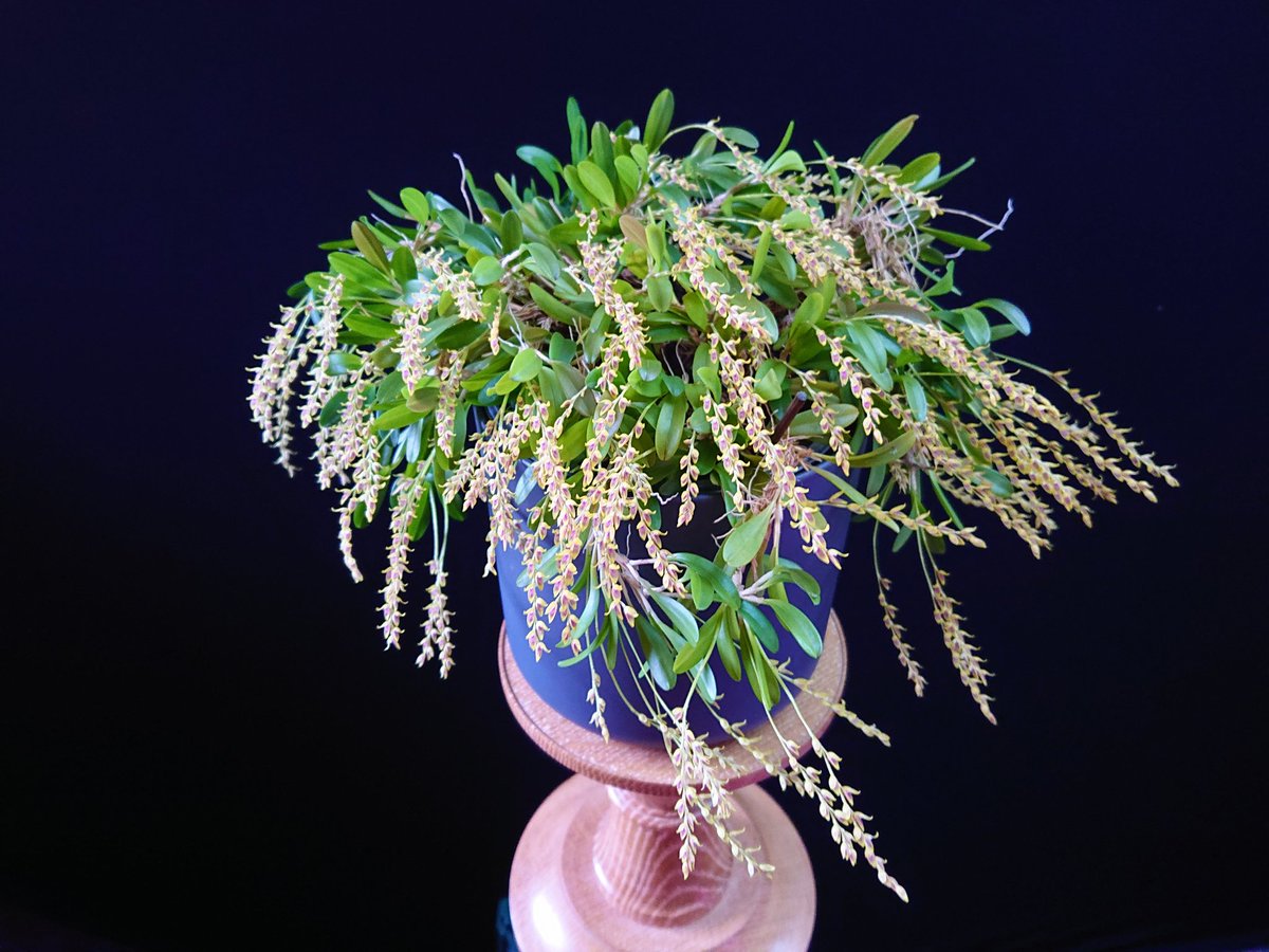 UK_Boothby's tweet photo. My Specklinia gracillima #orchid (formerly Pleurothallis gracillima) in bloom with 91 inflorescences. Pot diameter 150 mm. Origin: Columbia and Ecuador. (📹 https://t.co/cpRK0XckCP) #Orchidaceae https://t.co/PzIm0Sm4vg