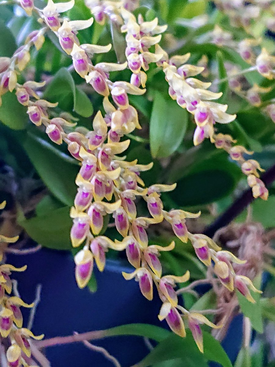 UK_Boothby's tweet photo. My Specklinia gracillima #orchid (formerly Pleurothallis gracillima) in bloom with 91 inflorescences. Pot diameter 150 mm. Origin: Columbia and Ecuador. (📹 https://t.co/cpRK0XckCP) #Orchidaceae https://t.co/PzIm0Sm4vg