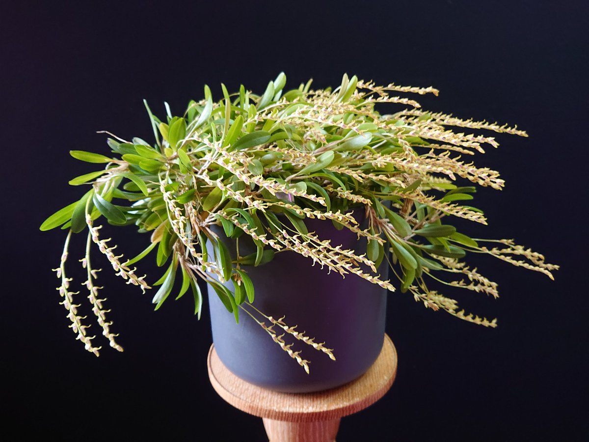 UK_Boothby's tweet photo. My Specklinia gracillima #orchid (formerly Pleurothallis gracillima) in bloom with 91 inflorescences. Pot diameter 150 mm. Origin: Columbia and Ecuador. (📹 https://t.co/cpRK0XckCP) #Orchidaceae https://t.co/PzIm0Sm4vg
