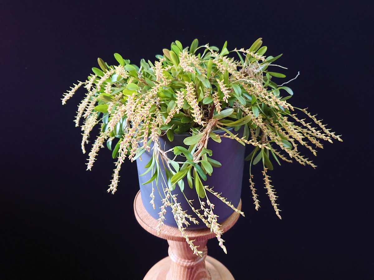 UK_Boothby's tweet photo. My Specklinia gracillima #orchid (formerly Pleurothallis gracillima) in bloom with 91 inflorescences. Pot diameter 150 mm. Origin: Columbia and Ecuador. (📹 https://t.co/cpRK0XckCP) #Orchidaceae https://t.co/PzIm0Sm4vg