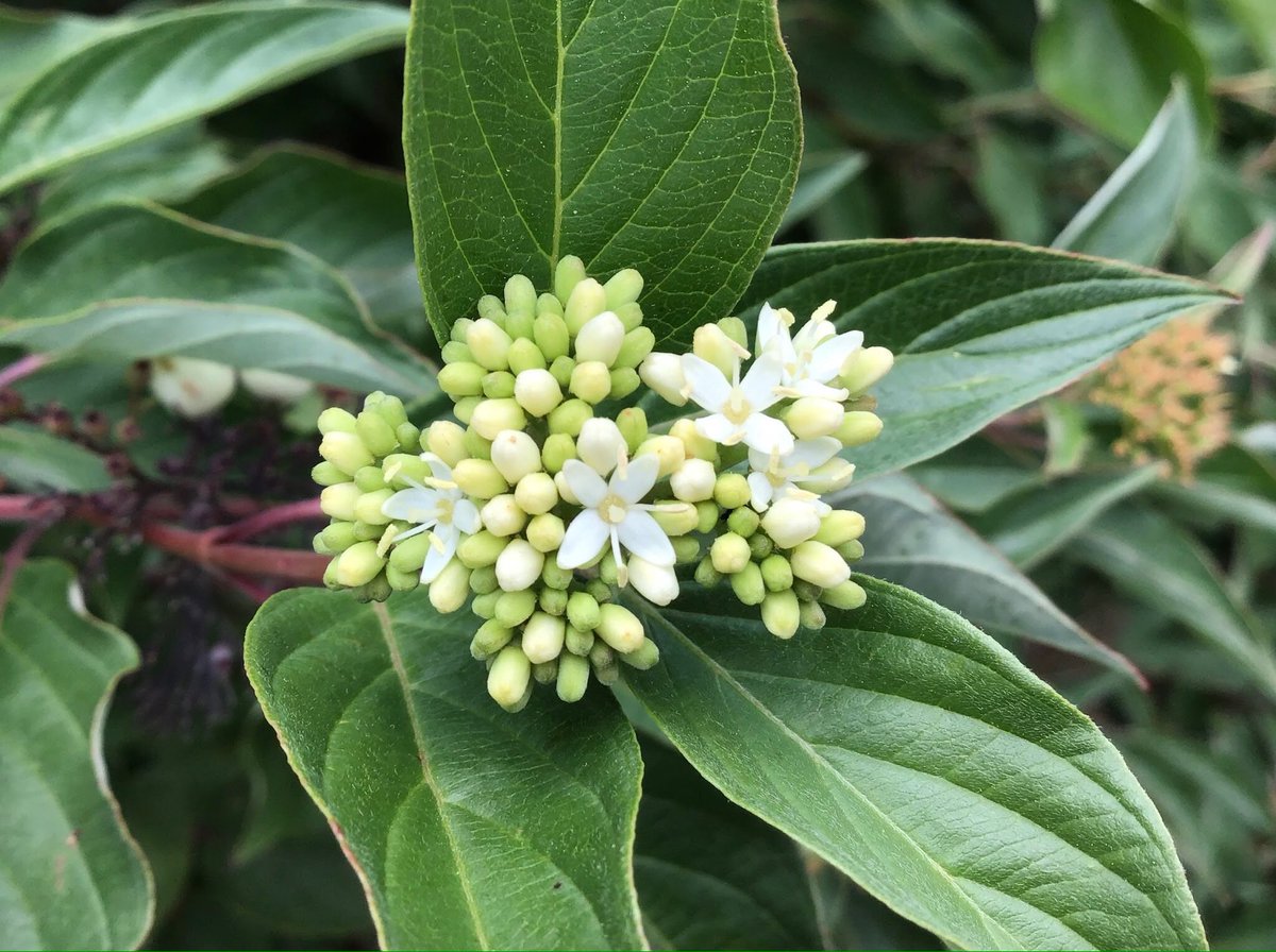 cccgrade5's tweet photo. Cousins Lily and Olivia took these beautiful nature photos for our theme of "looking at nature in a new way" on our CC campus. I remember another family member who could whip up some amazing art as well... Aunt Stephanie! https://t.co/6LAjP6sdMA