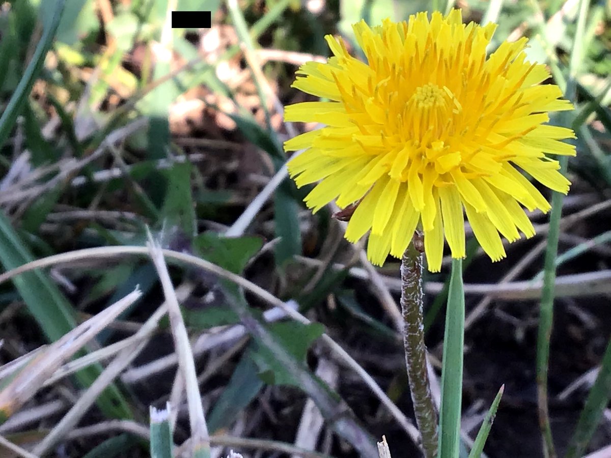 cccgrade5's tweet photo. Cousins Lily and Olivia took these beautiful nature photos for our theme of "looking at nature in a new way" on our CC campus. I remember another family member who could whip up some amazing art as well... Aunt Stephanie! https://t.co/6LAjP6sdMA