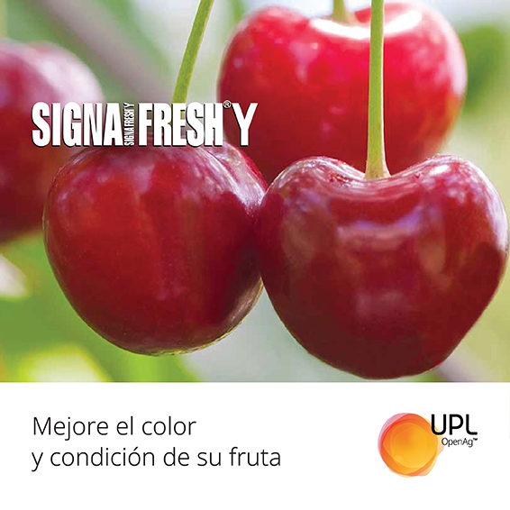 uplagro_chile's tweet photo. Sólo para conocedores de cerezos. 🍒 
 
▪️ ¡Te presentamos a Signafresh® Y de UPL!
 
🍒 Mejor color y calidad del fruto.
🍒 Facilita una cosecha uniforme.
🍒 Aumento de grados brix.

Conoce más sobre Signafresh® Y de UPL en 👉 https://t.co/O4u78GbnYw

#SolucionesUPL #SignafreshY https://t.co/7hjDCk0ZGu