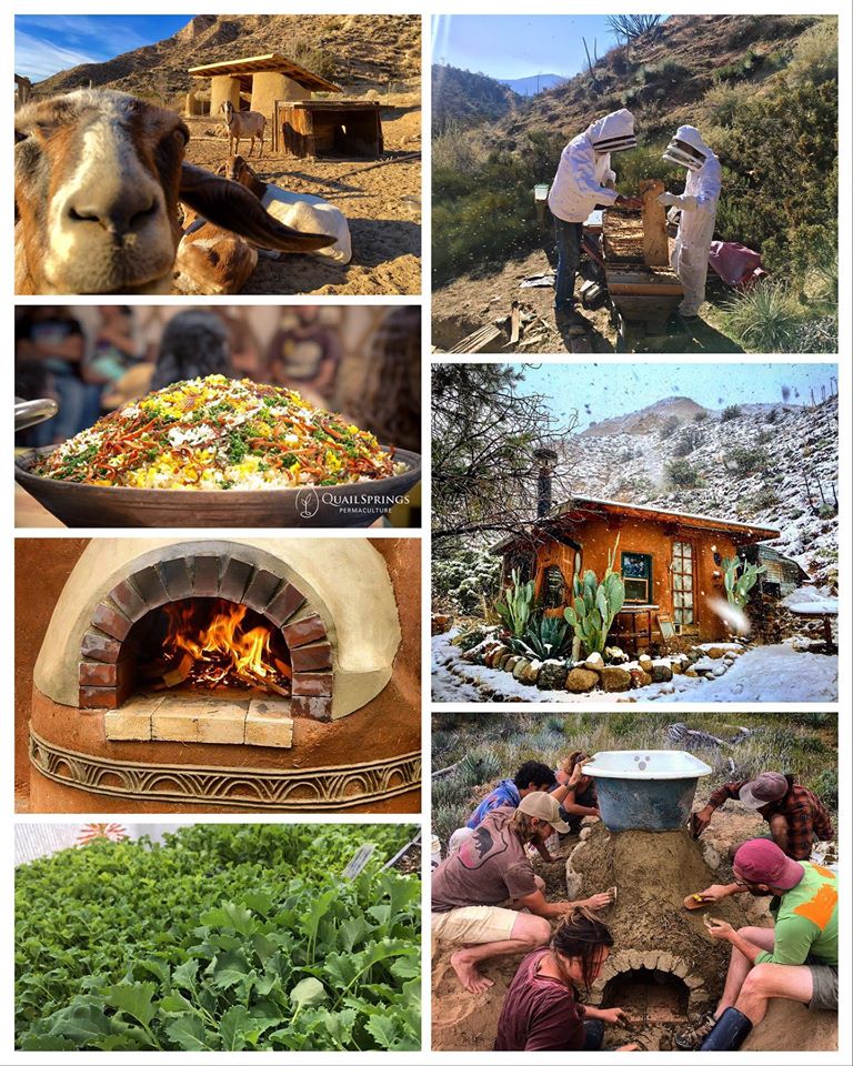 Meet our goats, walk through our gardens, peek into our cob houses and hear from our farm managers at our fall (virtual) farm tour! Two dates, September 26 and October 24. Visit our website to sign up: quailsprings.org/programs/perma…