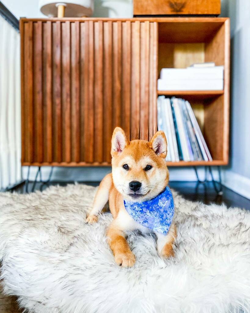litosupplyco's tweet photo. Moved @orioninthechi’s bed to our foyer for a few reasons: 1️⃣ We get a ton of light in our living room and he was getting too warm in his old spot. 2️⃣ Orion looks cute AF in front of our @dchoi_designs credenza— amirite?
.
.
.
.
.

#interiordesign #customfurnituredesign #crede… https://t.co/5Q61AiD9sK