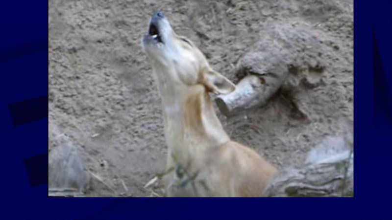 BFMTV's tweet photo. Le chien chanteur de Nouvelle-Guinée, que l'on croyait disparu depuis 50 ans, réapparaît

https://t.co/2IqKmph7fM https://t.co/1JEZlgO0tg