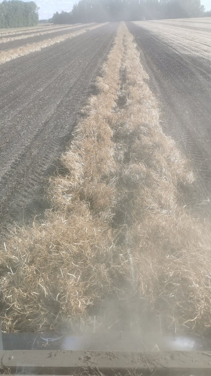 Harvesting <a href="/canterraseeds/">CANTERRA SEEDS</a> SV6139GR Pinto Beans today. Happy with yields. Looking to grow this next year? I can hook you up. @CANTERRAJackie #beans