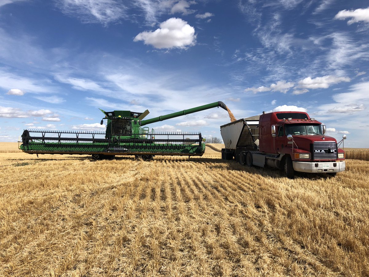 CoryDean88's tweet photo. Harvesting the Kinsmen/Town of Davidson field today!!!! Raising money for our community!!! #volunteers #wheat @WesternSalesLtd https://t.co/yWoJb5U0Zy